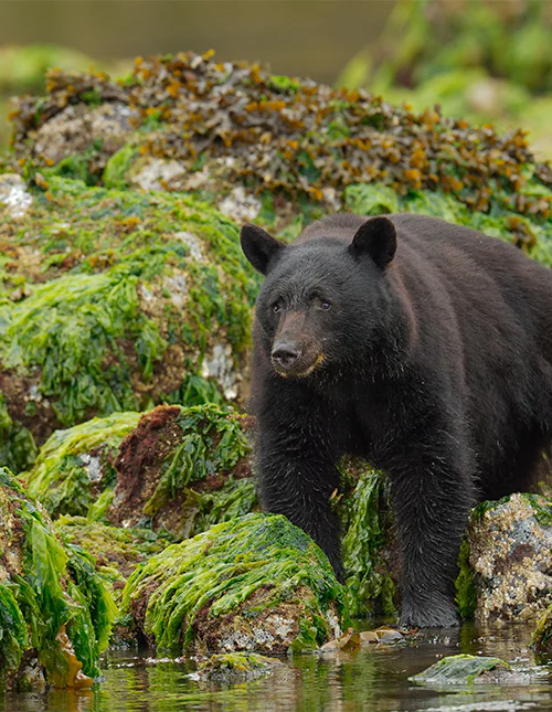 Den svarta björnen på jakt efter musslor och krabbor vid vattenbrynet på Vancouver Island, British Columbia, Kanada