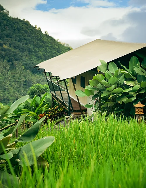 Lyxtält i frodig djungel bland risfält och gröna berg på Bali