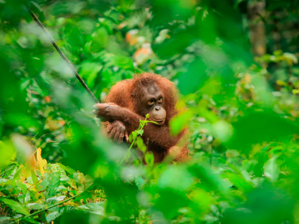 Orangutang synlig genom buskaget vid Sepilok Orangutan Rehabilitation Centre på Borneo i Malaysia