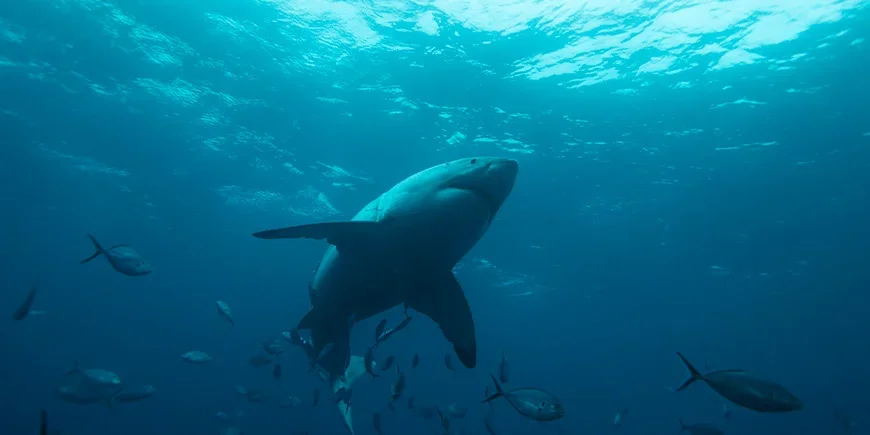Vithaj simmar i havet i södra Australien