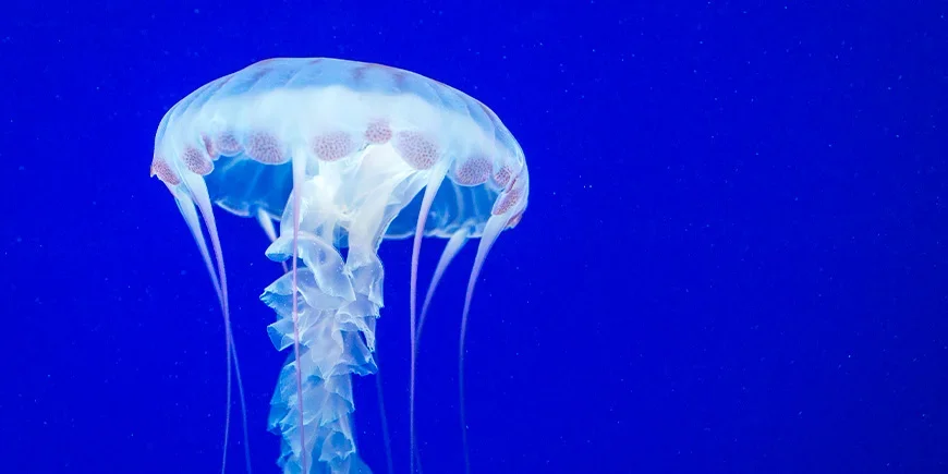 Kubmanet vid havet i Australien