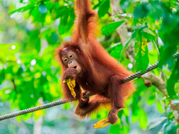Vacker orangutang i Sumatras skogar