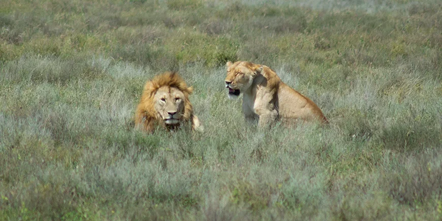 Lejonhane och lejonhona i Serengeti
