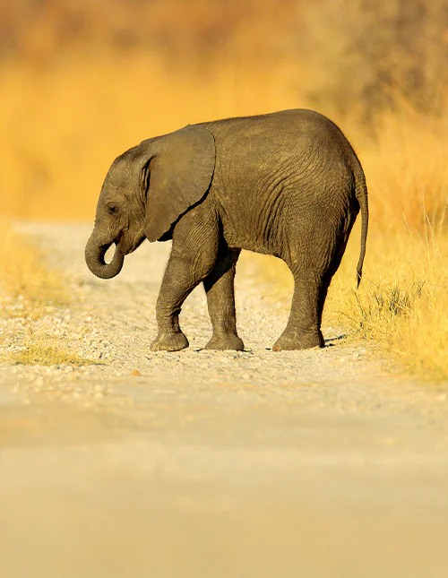 Ung afrikansk elefant som gått vilse på en grusväg i Chobe, Botswana.