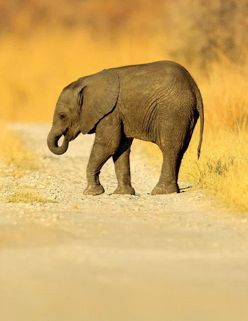 Ung afrikansk elefant som gått vilse på en grusväg i Chobe, Botswana.