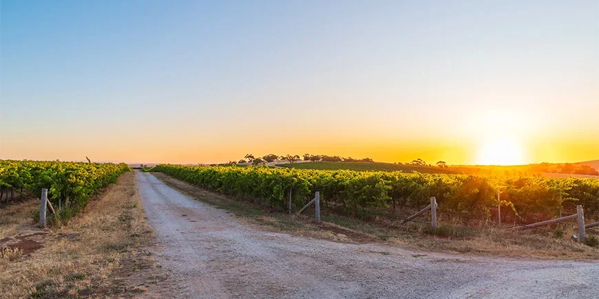 Solnedgång över vinfält i Barossa Valley, Australien
