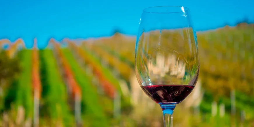 Ett glas rödvin med utsikt över vinodlingar på Waiheke Island