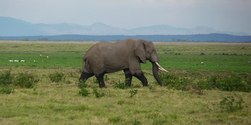 Elefant som vandrar i gräset på savannen