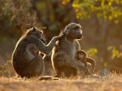Bavianer som plockar i varandras päls i Kruger nationalpark
