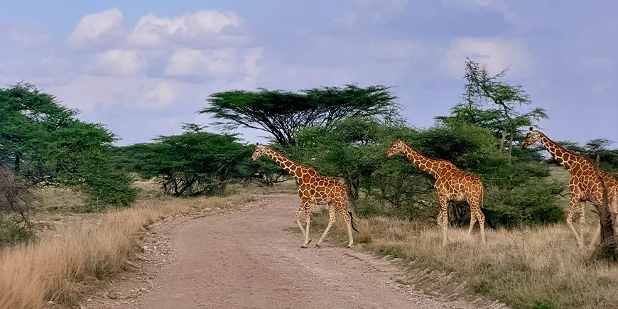 Tre giraffer i Samburu nationalpark i Kenya