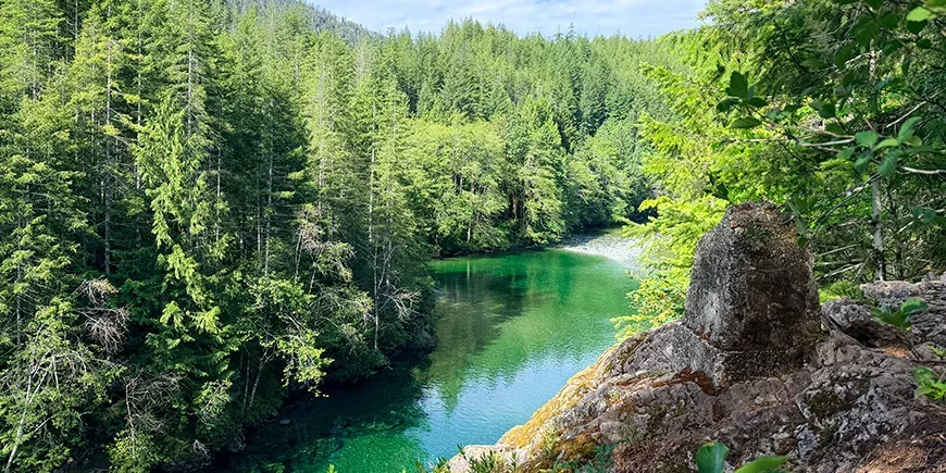 Vacker natur med gröna träd och en flod på Vancouver Island i Canada