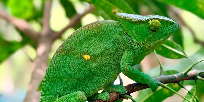 Vacker grön kameleont i ett träd på Madagaskar