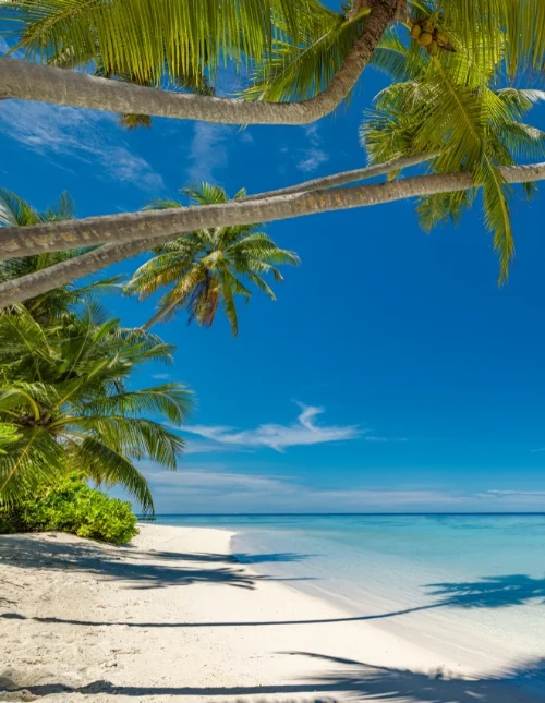 Tropisk strand på Maldiverna med vit sand och turkosblått vatten under en klarblå himmel.
