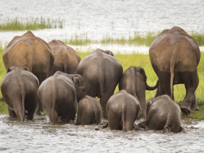 En grupp elefanter i Minneriya nationalpark på Sri Lanka