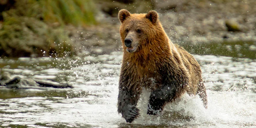 Grizzlybjörn i en flod i British Columbia