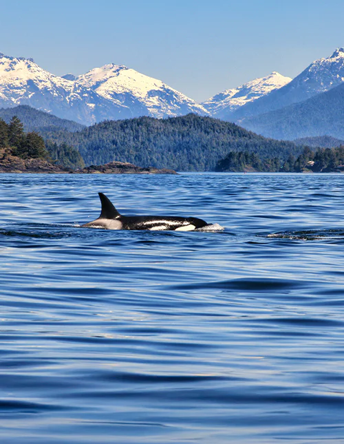 Späckhuggare siktad under en valsafari i Tofino på Vancouver Island, med bergen i bakgrunden