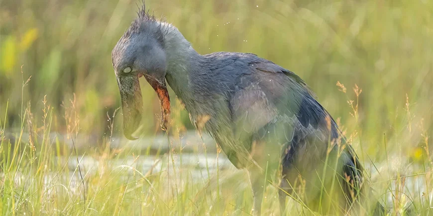 Skofågel jagar i Uganda