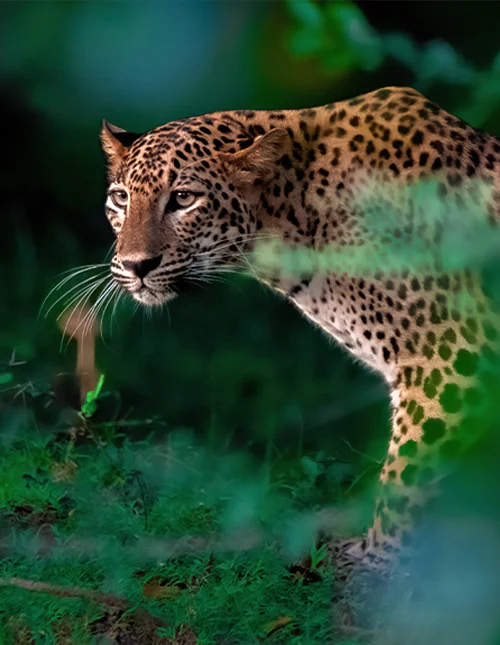 Närbild av en leopard i frodig djungel på Sri Lanka
