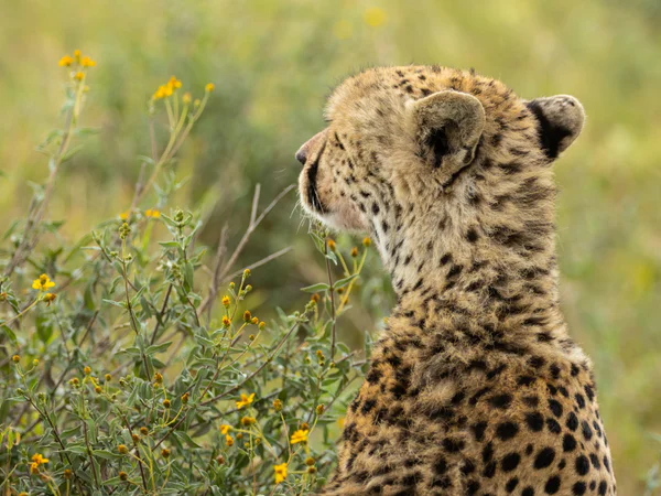 En gepard tittar ut över savannen i Tanzania