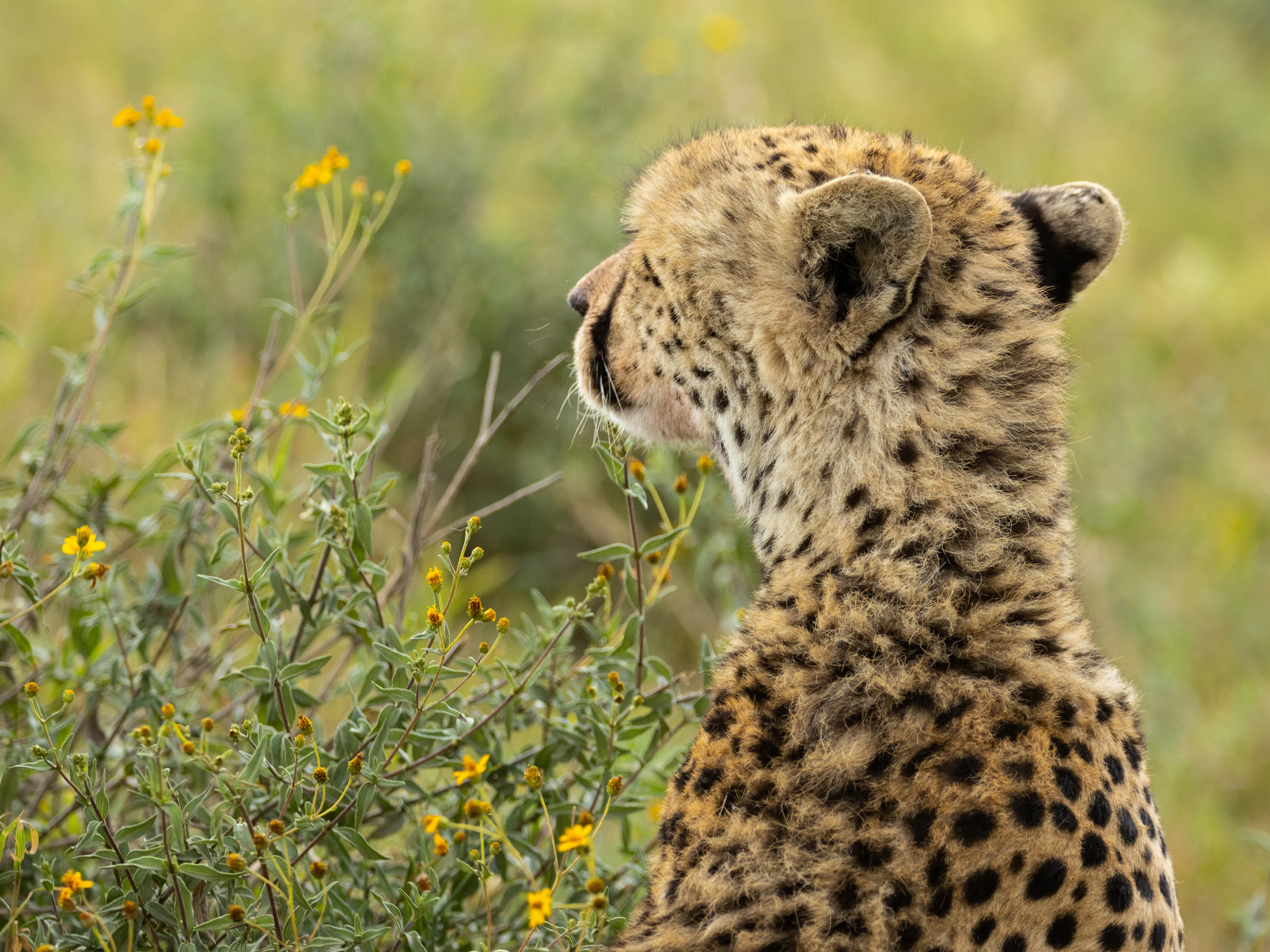 En gepard tittar ut över savannen i Tanzania