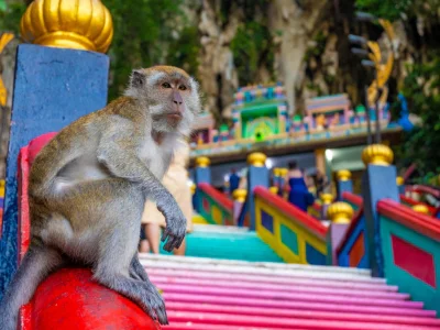 En apa sitter vid foten av trappan vid Batu Caves i Malaysia