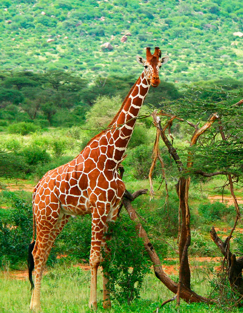 En giraff står bland gröna träd i Afrikas natur
