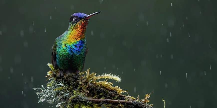 Fågel på en gren i en nationalpark i Costa Rica medan det regnar