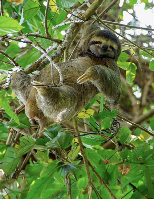En sengångare vilar i ett träd omgivet av gröna blad i Costa Rica