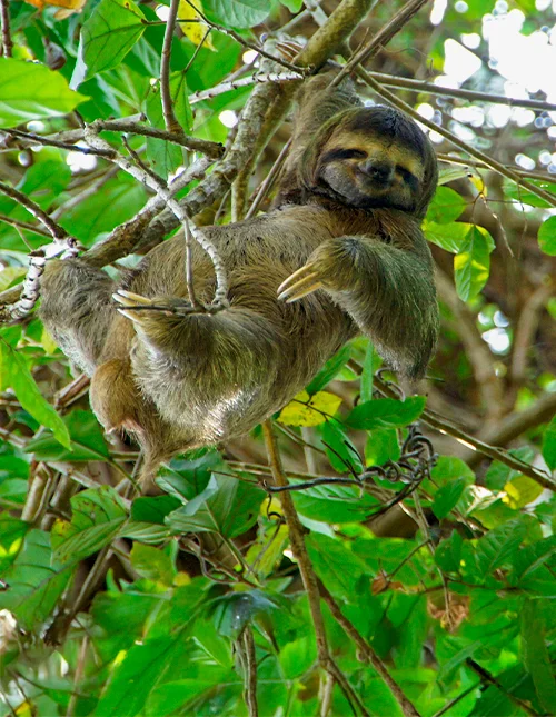 En sengångare vilar i ett träd omgivet av gröna blad i Costa Rica