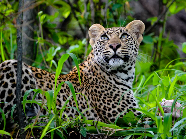 Vacker leopard i grön vegetation i Sydafrika