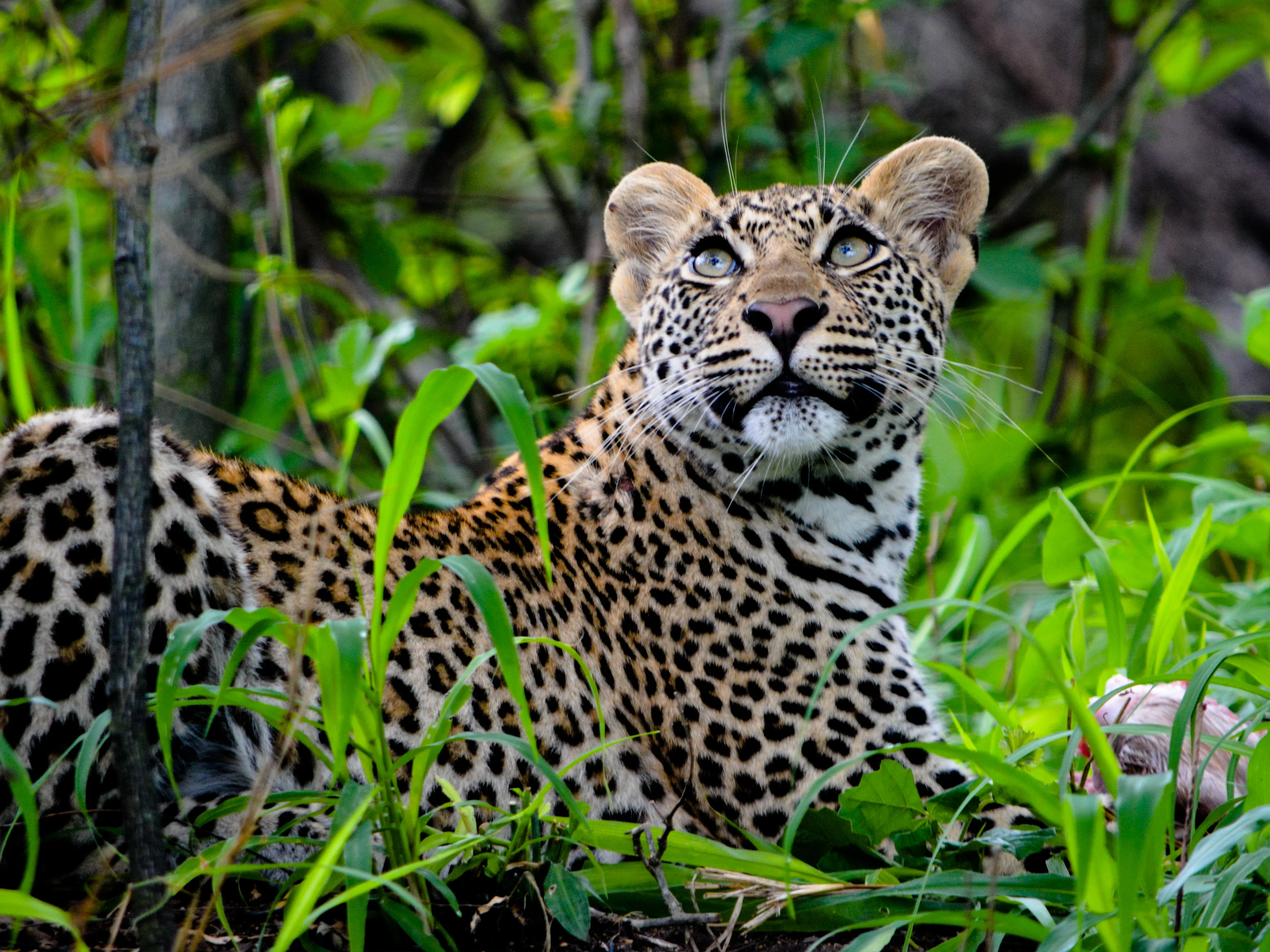 Vacker leopard i grön vegetation i Sydafrika