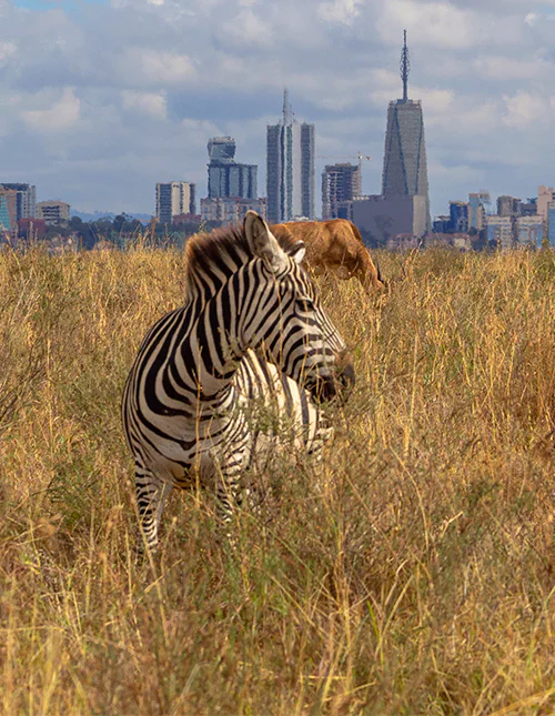 En zebra står i det höga gräset med Nairobis skyline i bakgrunden