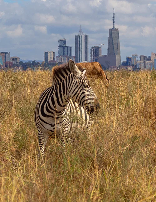 En zebra står i det höga gräset med Nairobis skyline i bakgrunden