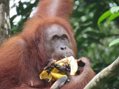 Orangutang på Semenggoh Wildlife Centre