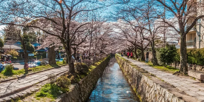 Filosofens stig i Kyoto under körsbärsblomningen