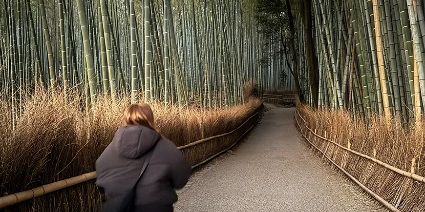 Kvinna promenerar i Arashiyamas bambuskog i Kyoto