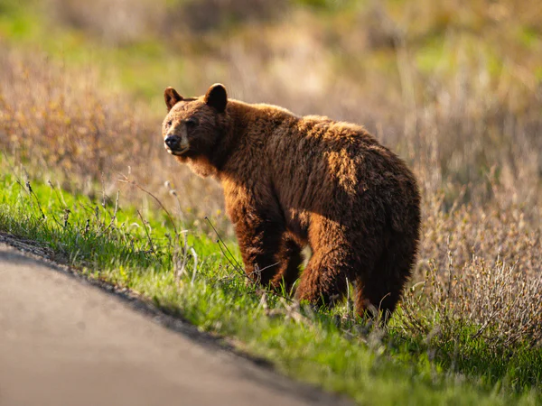 Björn vid vägkanten i Waterton Nationalpark i Kanada