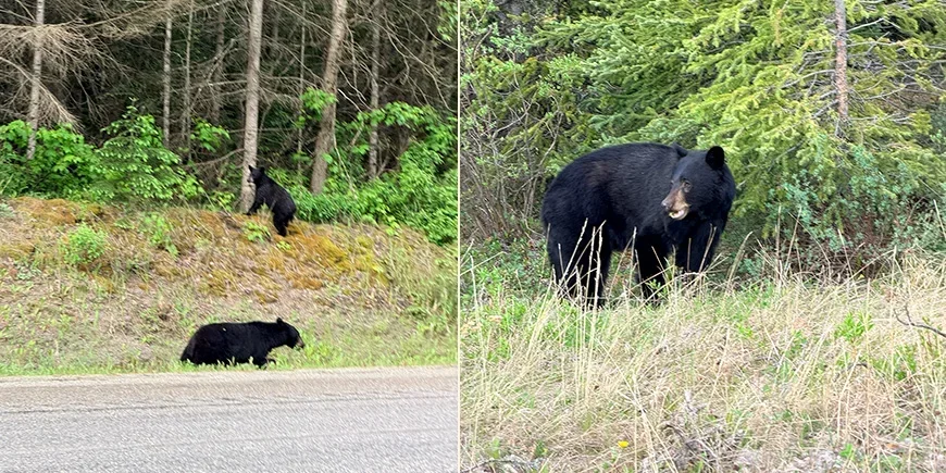 Björnar som vi såg när vi körde genom Rocky Mountains i Kanada