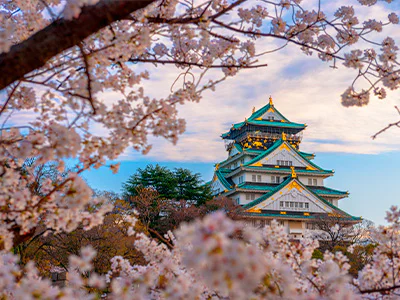 Körsbärsblommande träd omger Osaka Castle i Japan