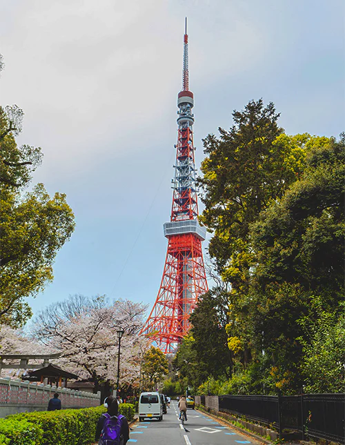 Tokyo Tower under körsbärsblomningen i Tokyo, Japan