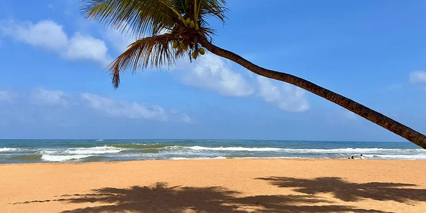 Palmträd och blå himmel på Bentota Beach