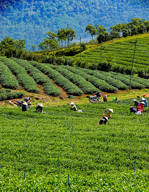 Grönskande teplantage i Da Lat