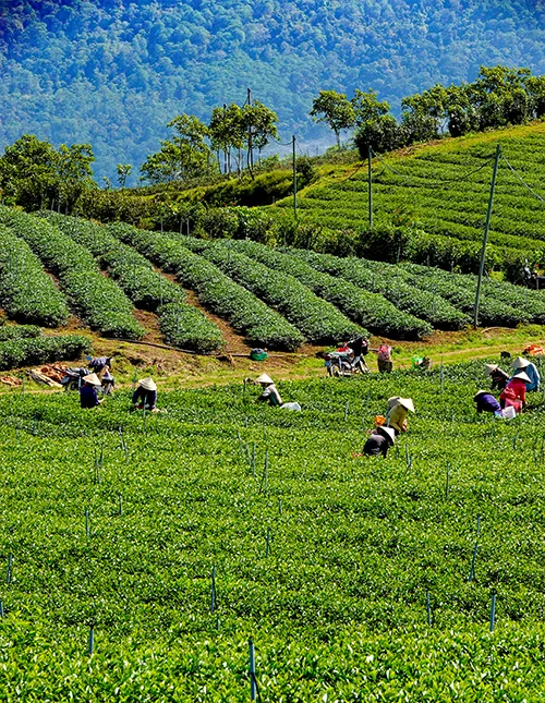 Grönskande teplantage i Da Lat