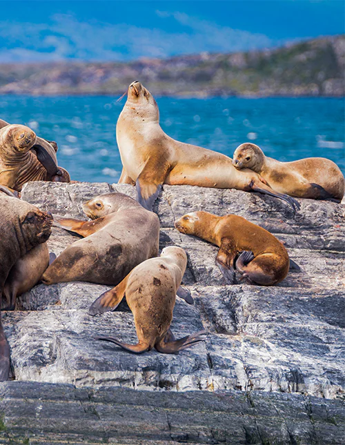 Sjölejon vilar i Beaglekanalen, Ushuaia