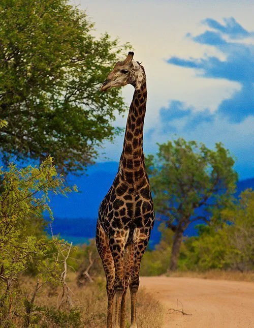 En giraff står på en grusväg i Kruger nationalpark i Sydafrika