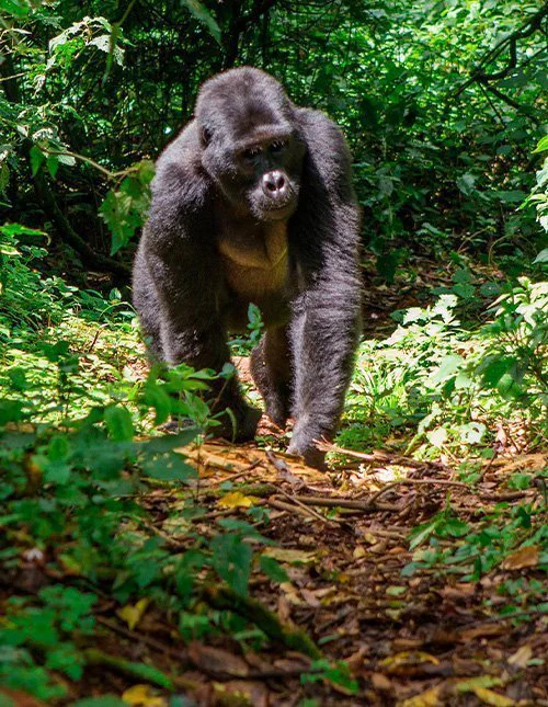 En gorilla går genom Ugandas djungel