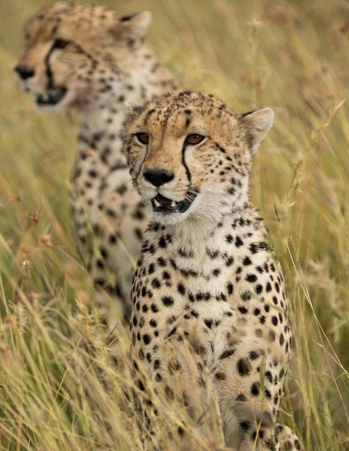 Närbild av två leoparder