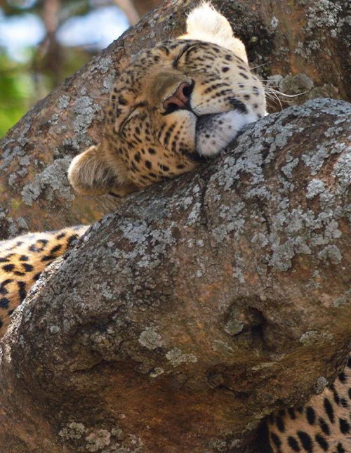 En leopard tar en tupplur i ett träd