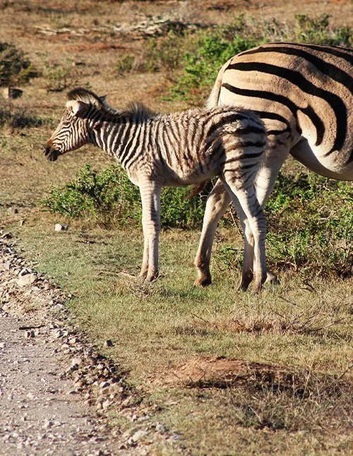 Zebraföl på grässlätt