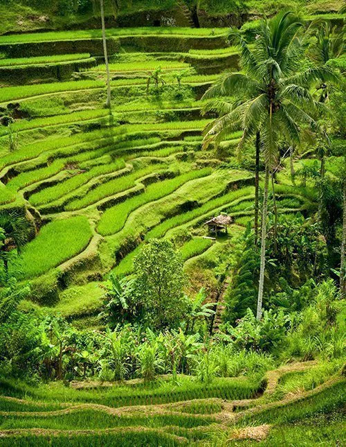 Vackra gröna risterrasser på Bali